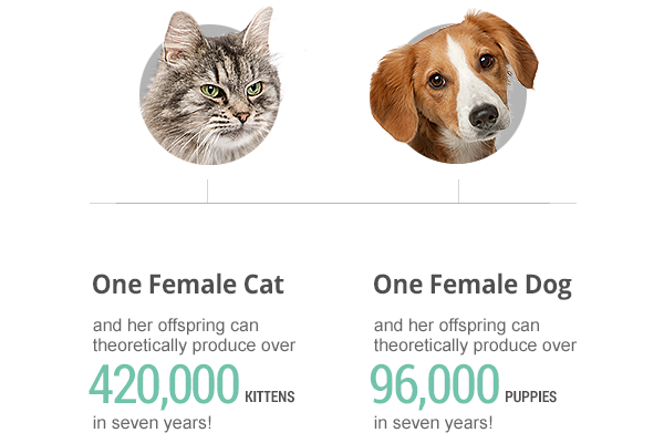 impact of spay and neuter