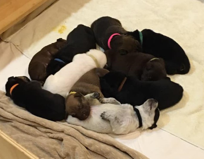 11-4 another puppy pile (2)