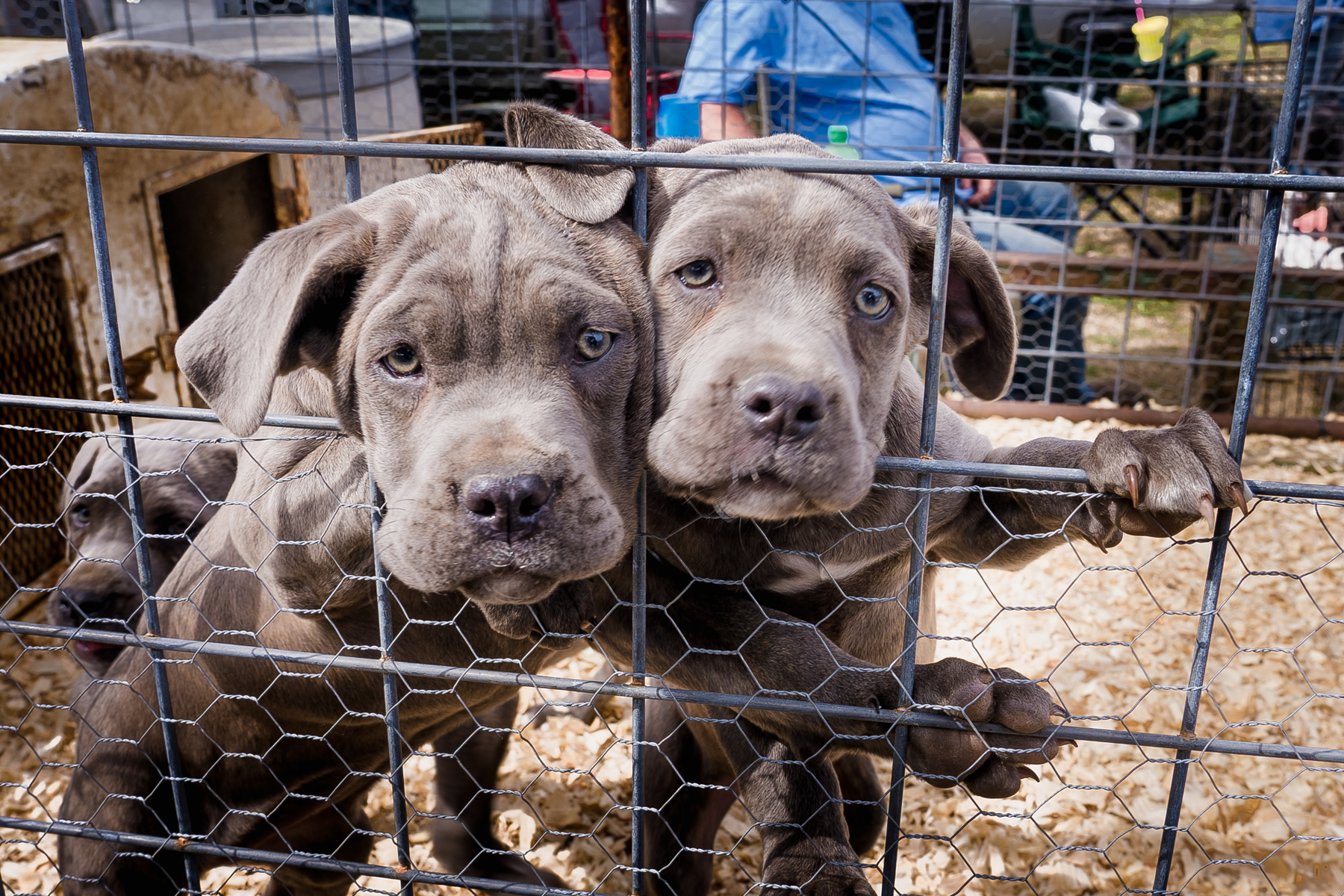 Purebred dogs in sales shelters