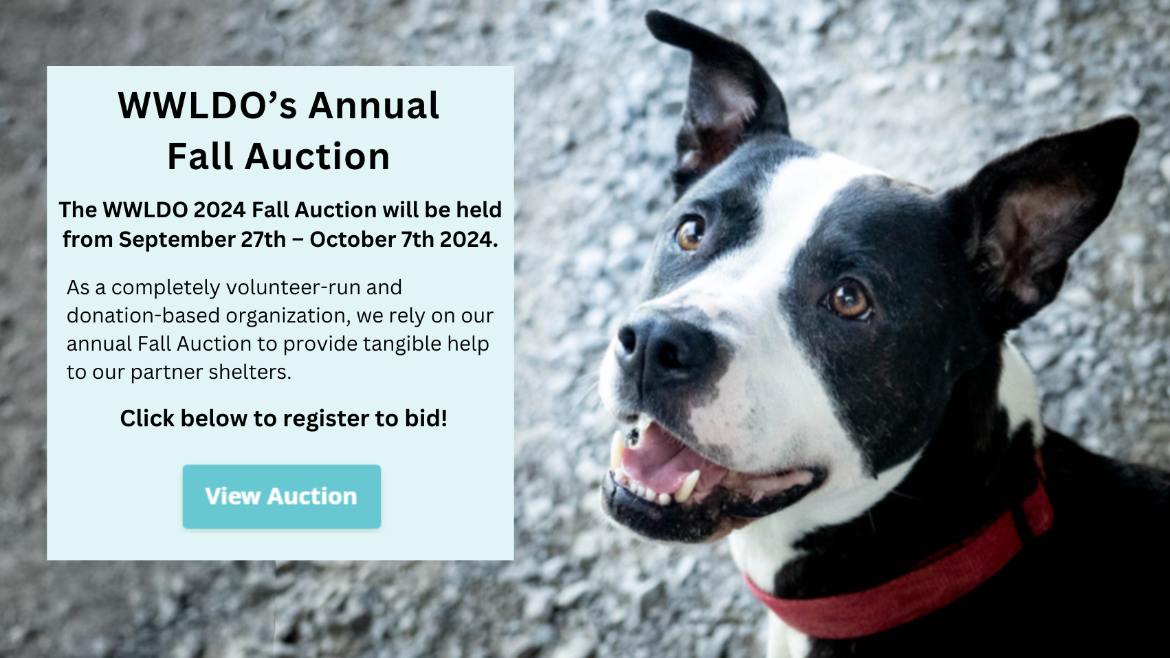 WWLDO’s Annual Fall Auction. The WWLDO 2024 Fall Auction will be held from September 27th – October 7th 2024. As a completely volunteer-run and donation-based organization, we rely on out Annual Auction to provide tangible help to our partner shelters. Click anywhere on this pop-up to register to bid!