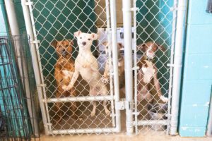 dog in Murray County Animal Shelter Georgia