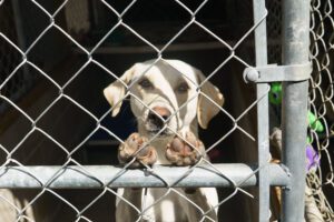 Labrador retriever in a shelter
