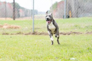 dog playing at Nashville GA animal shelter