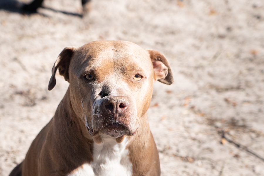 Dog that has been shot in the face at South Georgia Equine Rescue