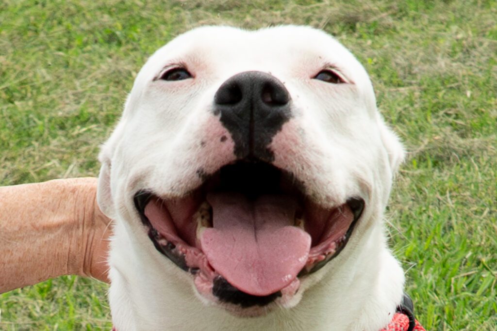 happy dog at lucky dog rescue ranch
