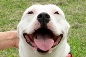 happy dog at lucky dog rescue ranch