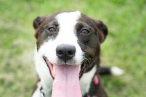 dogs at Lucky Dog Rescue Ranch