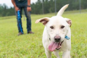 Soperton Animal Control Shelter in Georgia dogs